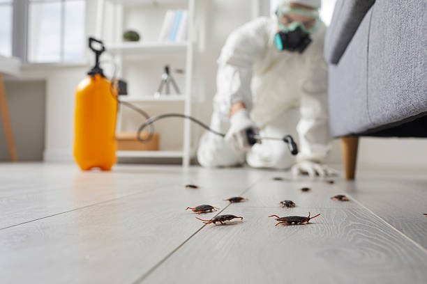 Commercial Kitchen Cockroach Control in DeRidder